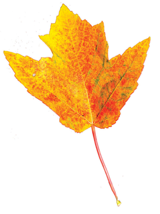 Free Fallin': Today is the official start of autumn | News, Sports
